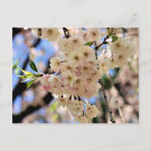 Rosa Frühlingsblüten Blume Postkarte