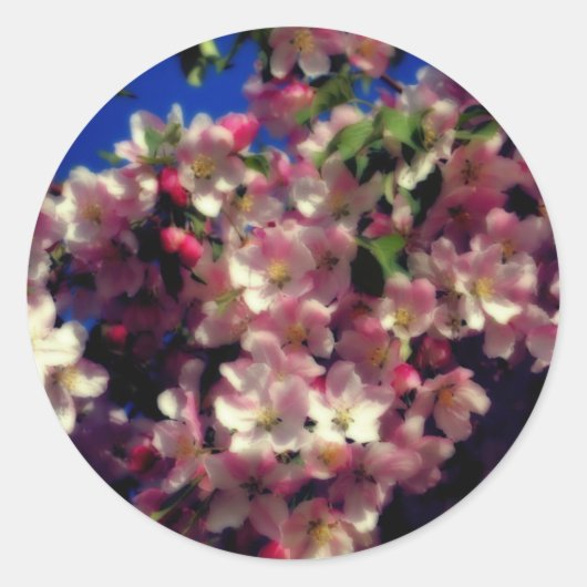 Rosa Frühlingsblüten Blume Runder Aufkleber (Vorderseite)