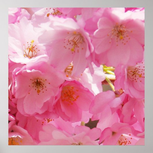 Rosa Frühlingsblüten Poster (Vorne)