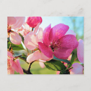 Rosa Frühlingsblüten Postkarte
