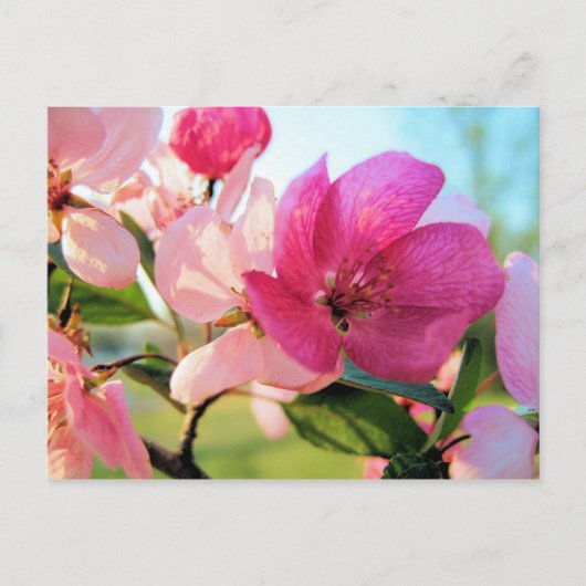 Rosa Frühlingsblüten Postkarte (Vorderseite)