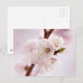 Rosa Frühlingsblüten Postkarte (Vorne/Hinten)