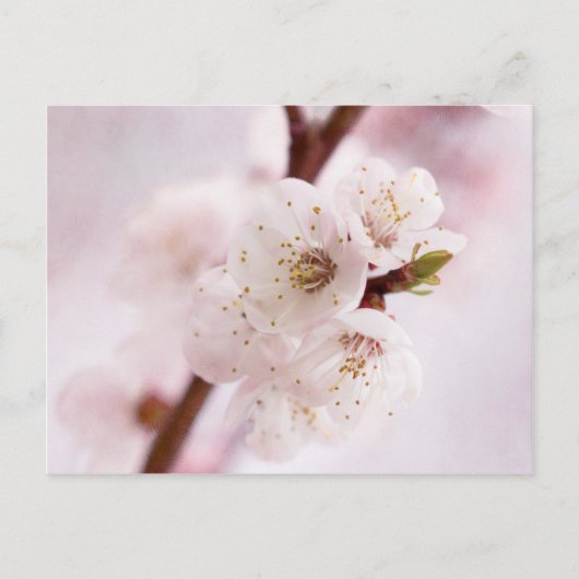 Rosa Frühlingsblüten Postkarte (Vorderseite)