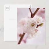 Rosa Frühlingsblüten Postkarte (Vorne/Hinten)
