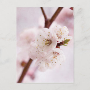 Rosa Frühlingsblüten Postkarte
