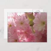 Rosa Frühlingsblüten Postkarte (Vorne/Hinten)