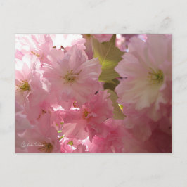 Rosa Frühlingsblüten Postkarte