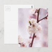 Rosa Frühlingsblüten Postkarte (Vorne/Hinten)