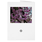 Rosa Frühlingsblütenbaum, Geburtstagskarte (Hinten)