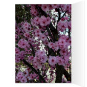 Rosa Frühlingsblütenbaum, Geburtstagskarte (Innen (Links))
