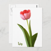 Rosa Frühlingsblütenfotografie Postkarte (Vorne/Hinten)