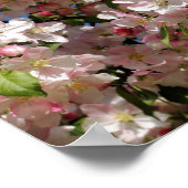 Rosa Frühlingskrabapfel Blume blüht 4 Poster (Ecke)