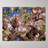 Rosa Frühlingskrabapfel Blume blüht 4 Poster (Vorne)