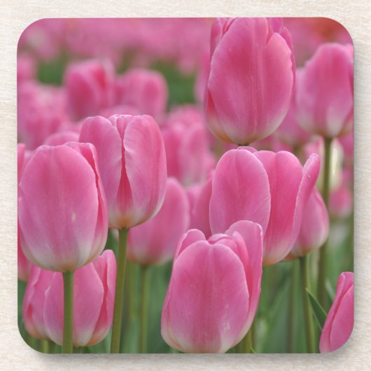 Rosa Frühlingtulis Getränkeuntersetzer (Vorderseite)
