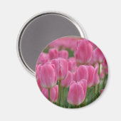 Rosa Frühlingtulis Magnet (Vorderseite/Rückseite)