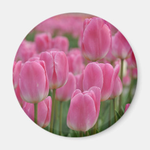 Rosa Frühlingtulis Magnet