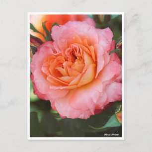 Rosa Fruit Postkarte