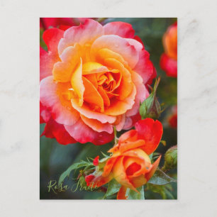 Rosa Fruit [Postkarte] Postkarte