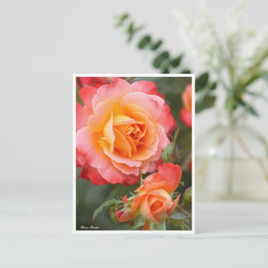 Rosa Fruite: Postkarte (Stehend Vorderseite)