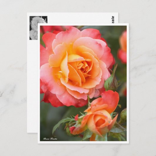 Rosa Fruite: Postkarte (Vorne/Hinten)