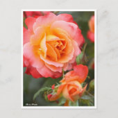 Rosa Fruite: Postkarte (Vorderseite)