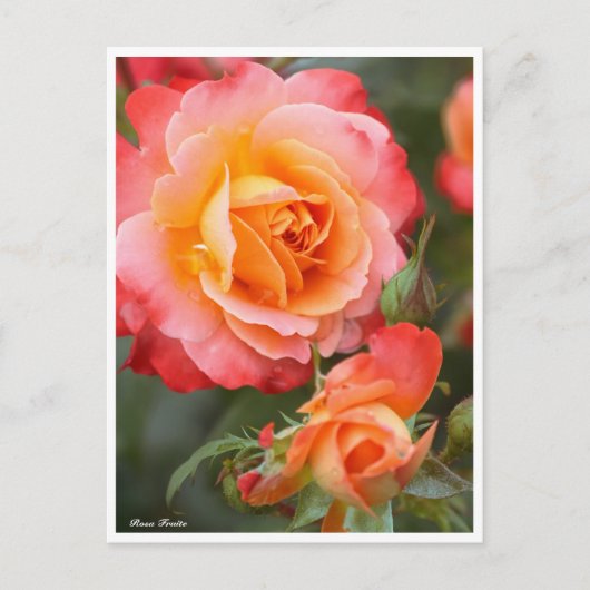 Rosa Fruite: Postkarte (Vorderseite)