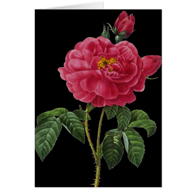 Rosa Gallica (Vorne)