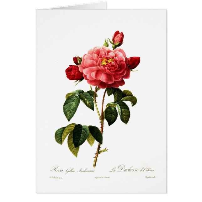 Rosa gallica aurelianensis (Vorne)