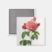 Rosa Gallica Aurelianensis Magnet (Vorderseite/Rückseite)