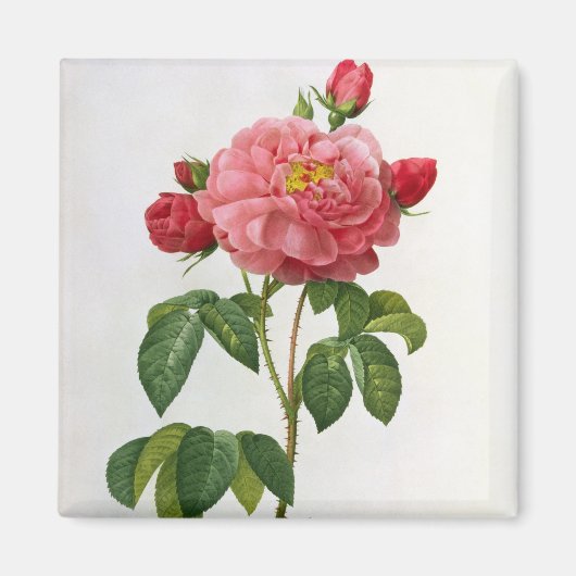 Rosa Gallica Aurelianensis Magnet (Vorne)