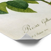 Rosa Gallica Aurelianensis Poster (Ecke)