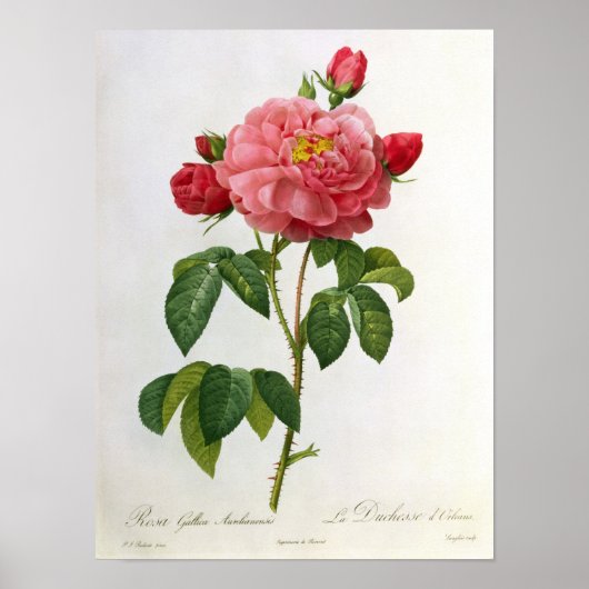 Rosa Gallica Aurelianensis Poster (Vorne)