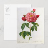 Rosa Gallica Aurelianensis Postkarte (Vorne/Hinten)