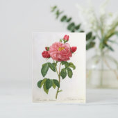 Rosa Gallica Aurelianensis Postkarte (Stehend Vorderseite)