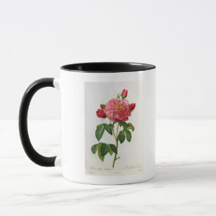 Rosa Gallica Aurelianensis Tasse