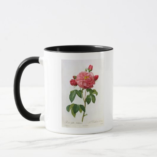 Rosa Gallica Aurelianensis Tasse (Links)