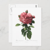 Rosa gallica flore giganteo postkarte (Vorne/Hinten)