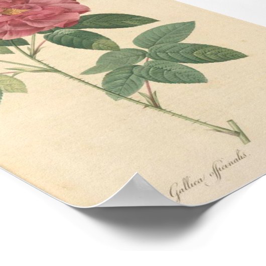 Rosa Gallica Officinalis, Rosier des Apothicaires Poster (Ecke)