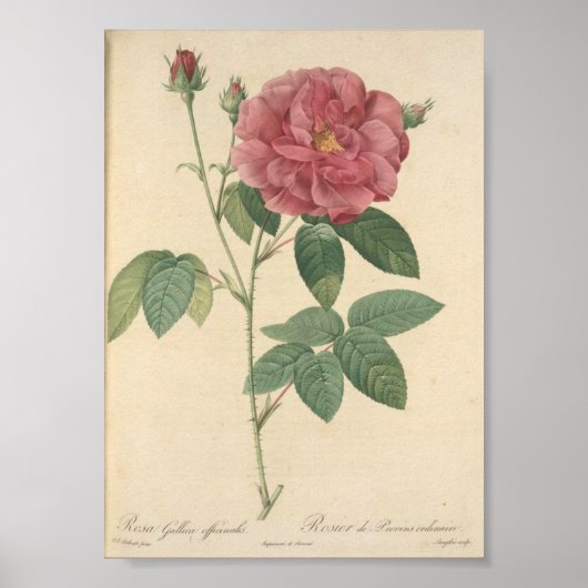 Rosa Gallica Officinalis, Rosier des Apothicaires Poster (Vorne)
