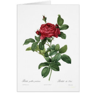 Rosa gallica pontiana