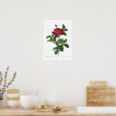 Rosa gallica pontiana poster (Küche)