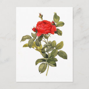 Rosa gallica pontiana postkarte
