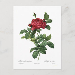 Rosa gallica pontiana postkarte