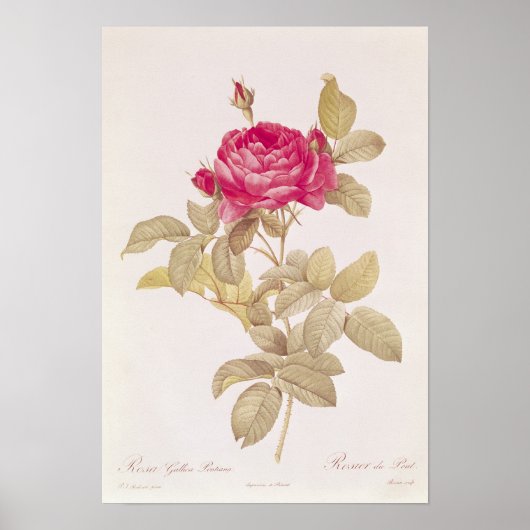 Rosa Gallica Pontiana, von "Les Rose Poster (Vorne)