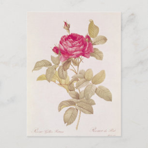 Rosa Gallica Pontiana, von "Les Rose Postkarte