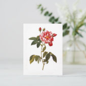 Rosa gallica postkarte (Stehend Vorderseite)