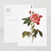 Rosa gallica postkarte (Vorne/Hinten)
