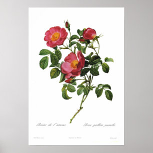 Rosa gallica pumila durch Pierre-Joseph Redoute Poster