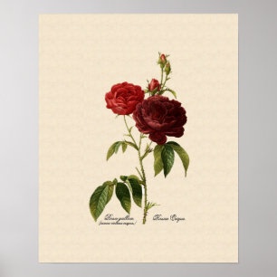 Rosa gallica puro-violacea magna poster