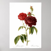 Rosa gallica puro-violacea magna poster (Vorne)